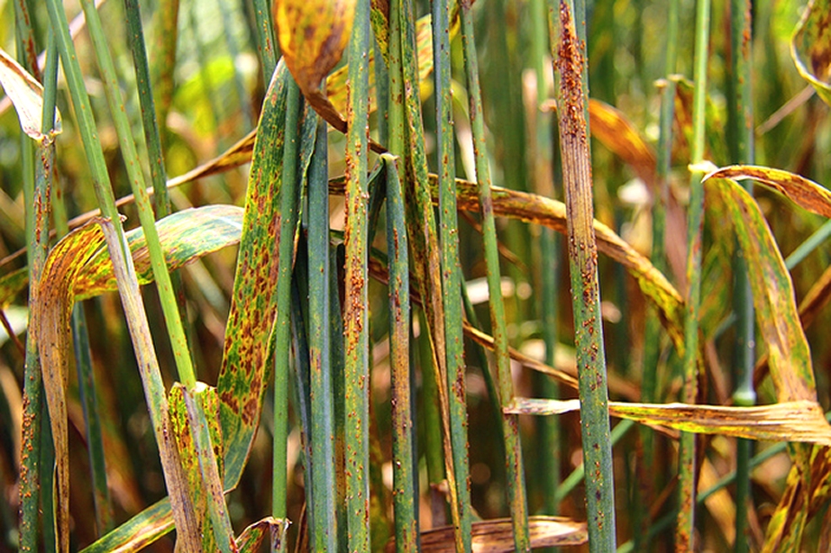 Récolte 2024 : l'inquiétude des agriculteur face a l'état sanitaire des cultures