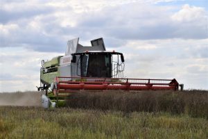 Moisson Orge et Colza 2024